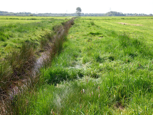 Reicht das Ordnungsrecht, um etwa Feuchtgebiete ausreichend zu schützen? Graben in einem Moorgebiet.