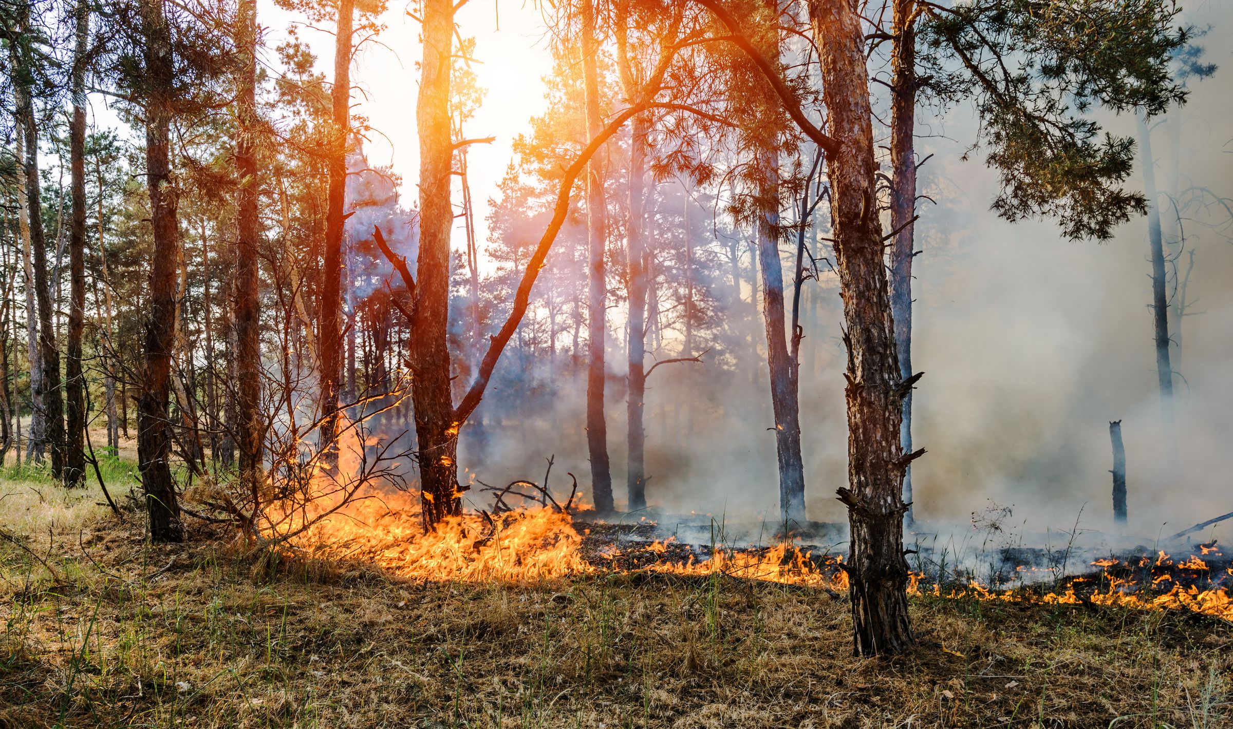 Forest Fire, Wildfire burning tree in red and orange color. Ein beginnender Waldbrand