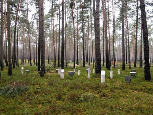 Level-II-Monitoring-Fläche in der Schorfheide/Brandenburg Blick in eine Waldfläche mit weißen aufrechtstehenden Rohren am Boden zwischen den Bäumen.
