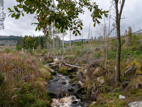 Schadflächen im Harz. Ein Fluss in der Bildmitte, darum niedrige Gewächse im Hintergrund zum Teil zerstörte Waldflächen, vorne ragen Äste eines Laubbaums ins Bild.
