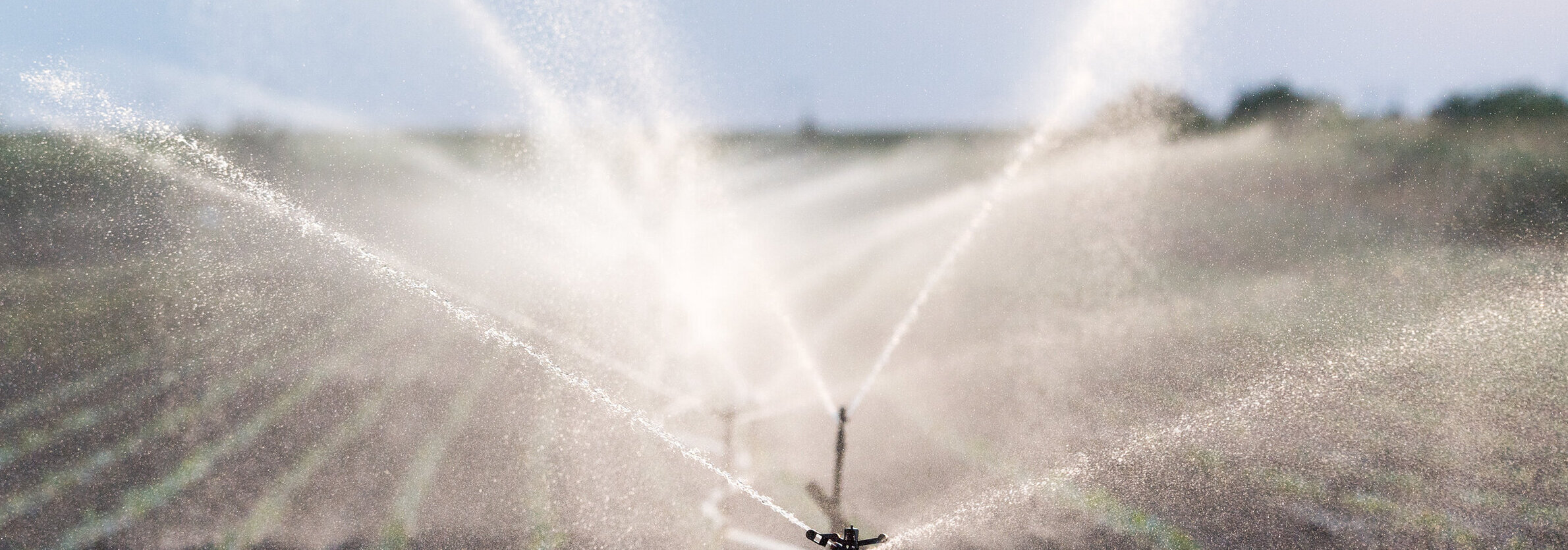 Bewässerungssystem auf einem Feld Ein Wassersprenger bewässert ein Feld.