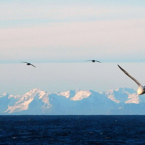 Drei fliegende Vögel über dunklem Meer mit schneebedeckten Bergen im Hintergrund unter hellem Himmel.