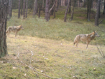 Fotofallenbild aus der Schorfheide - zwei Wölfe stehen hintereinander im Wald.