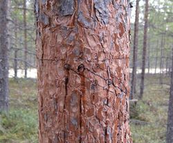 Changes of the environment and climate on wood formation and wood properties