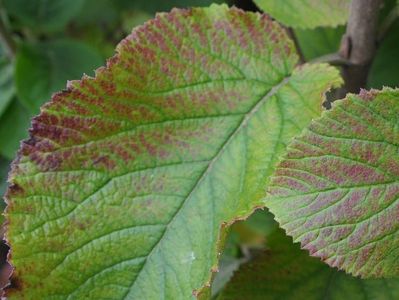 Ozonschäden an Blättern zeigen sich durch rötliche Verfärbungen der grünen Blätter