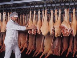 Livestock farming and meat production in Germany