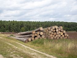 Treibhausgasemissionen durch Landnutzung, Landnutzungsänderung und Forstwirtschaft (LULUCF)