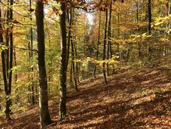Leaving the stress behind: Can beech adapt to climate change?