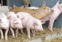 Ferkel in der ökologischen Schweinehaltung in Trenthorst