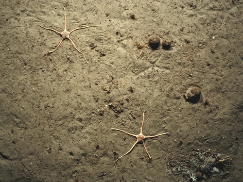 Schlangensterne Ein Meeresgrund mit Schlangensternen.