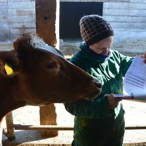 Person mit Mütze und Jacke hält ein Blatt mit Tabellen in einem Stall neben einer Kuh