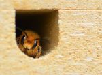 Mauerbienen-Männchen in Nisthilfe