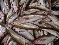 Understanding fish stock developments – scientific basis for sustainable use