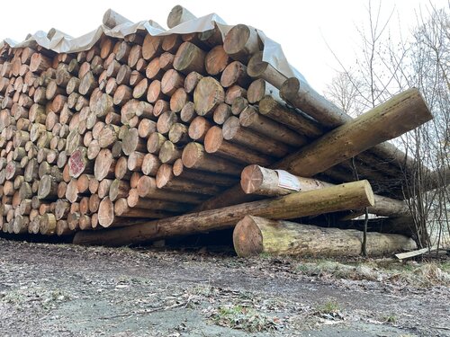 Trockenlagerung von Kalamitätsholz im Sauerland