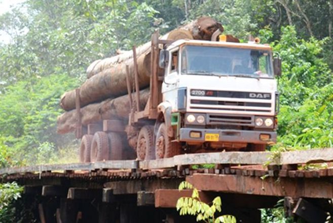 Ein Holztransporter voll beladen mit Baumstämmen fährt in einem Wald über eine sehr einfache Holzbrücke. 
