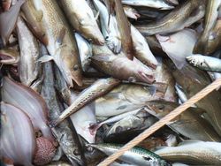 Problems in mixed fisheries