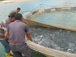 Aquaculture – Farming the Waters