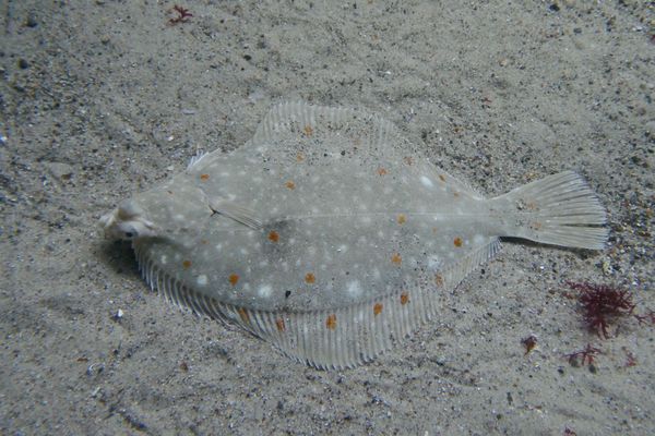 A plaice on the seabed