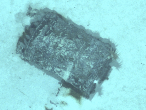 Fass fotografiert von AUV Uly X Ein Fass liegt auf einem sandigen Meeresboden und ist mir Meeresbewohnern bewachsen.