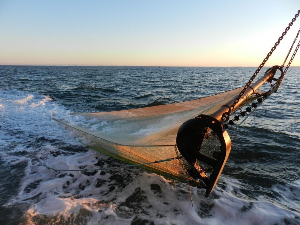 Baumkurre mit CRANNET-Netz auf der Solea