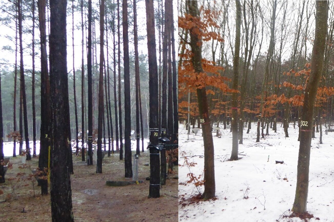 Einfluss der Interzeption: Unterschiedlich viel Schnee unter Kiefer und Buche. Ein zweigeteiltes Bild: Rechts ein Kiefernwald unter den Bäumen liegt kein Schnee, links ein Buchenwald, der Boden ist mit Schnee bedeckt.