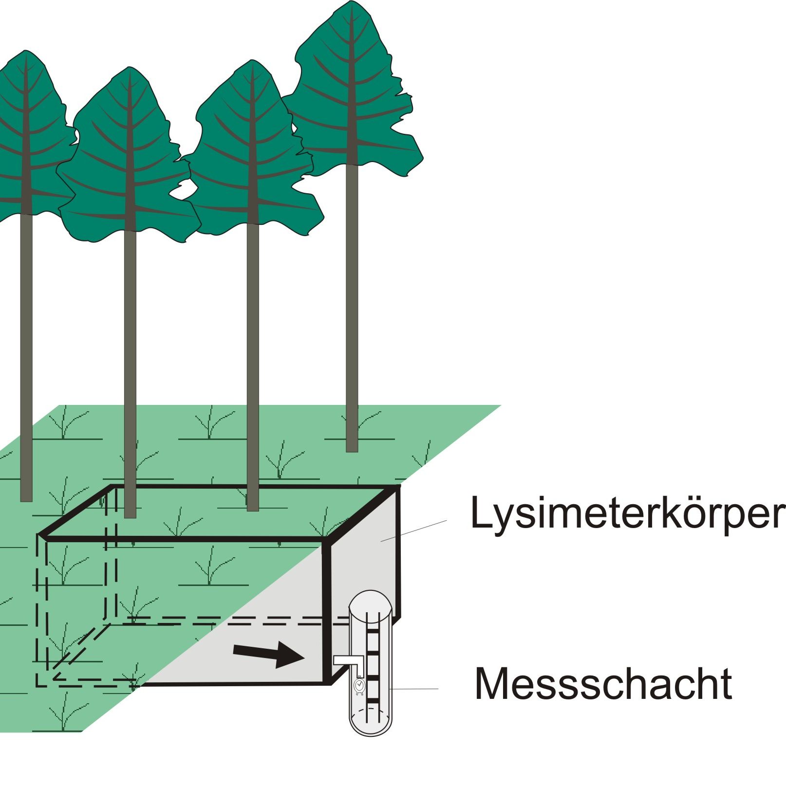 Schematic drawing of a large lysimeter overgrown with trees