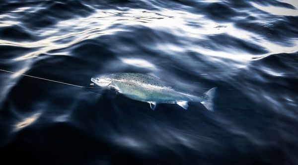 Ein LAchs im Wasser hängt an einer Angel