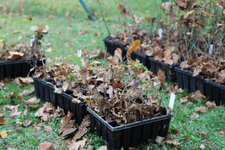 Picture of one-year-old oak seedlings. Picture of one-year-old oak seedlings.