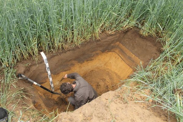 Root and soil sampling at a deep ploughed site