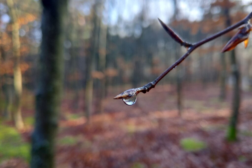 Wassertropfen an einer Buchenknospe. Wassertropfen an einer Buchenknospe.