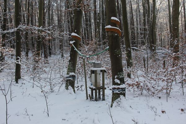 Bestand auf der Versuchsfläche im Winter mit Schnee.