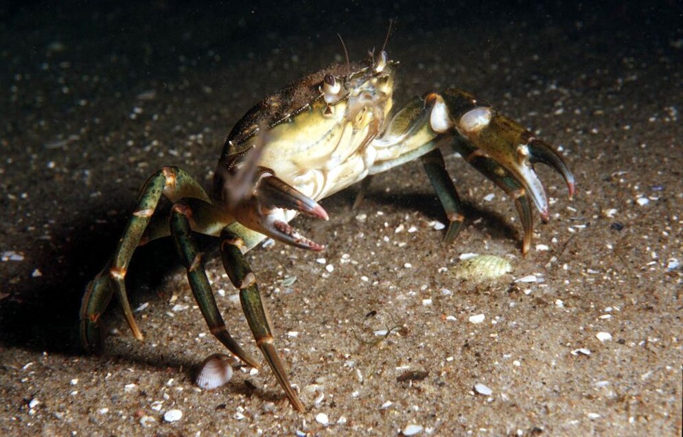 Gemeine Strandkrabbe (Carcinus maenas) Gemeine Strandkrabbe (Carcinus maenas)