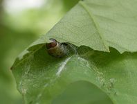 Eine Raupe des Eichenwicklers (Tortrix viridana) hat sich in ein Blatt eingesponnen und nutzt es gleichzeitig als Unterschlupfs und Nahrung.