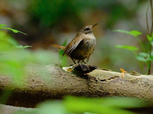 Zaunkönig Ein Zaunkönig sitzt auf einem Ast.