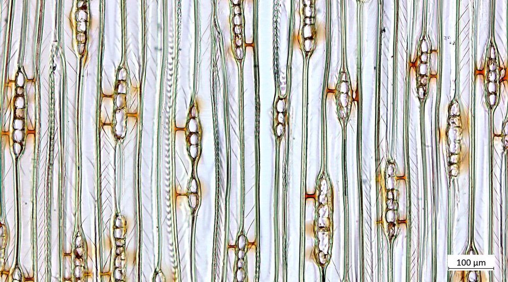 Unter dem Mikroskop wird die filigrane, diagnostische Struktur der Hölzer sichtbar – hier am Beispiel einer Probe des Neuseeländischen Kauri-Baums (Agathis australis) Ein helles längsgestreiftes Bild, die Linien weisen an einigen Stellen verdickungen auf.