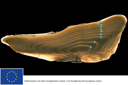 The demography of fishes