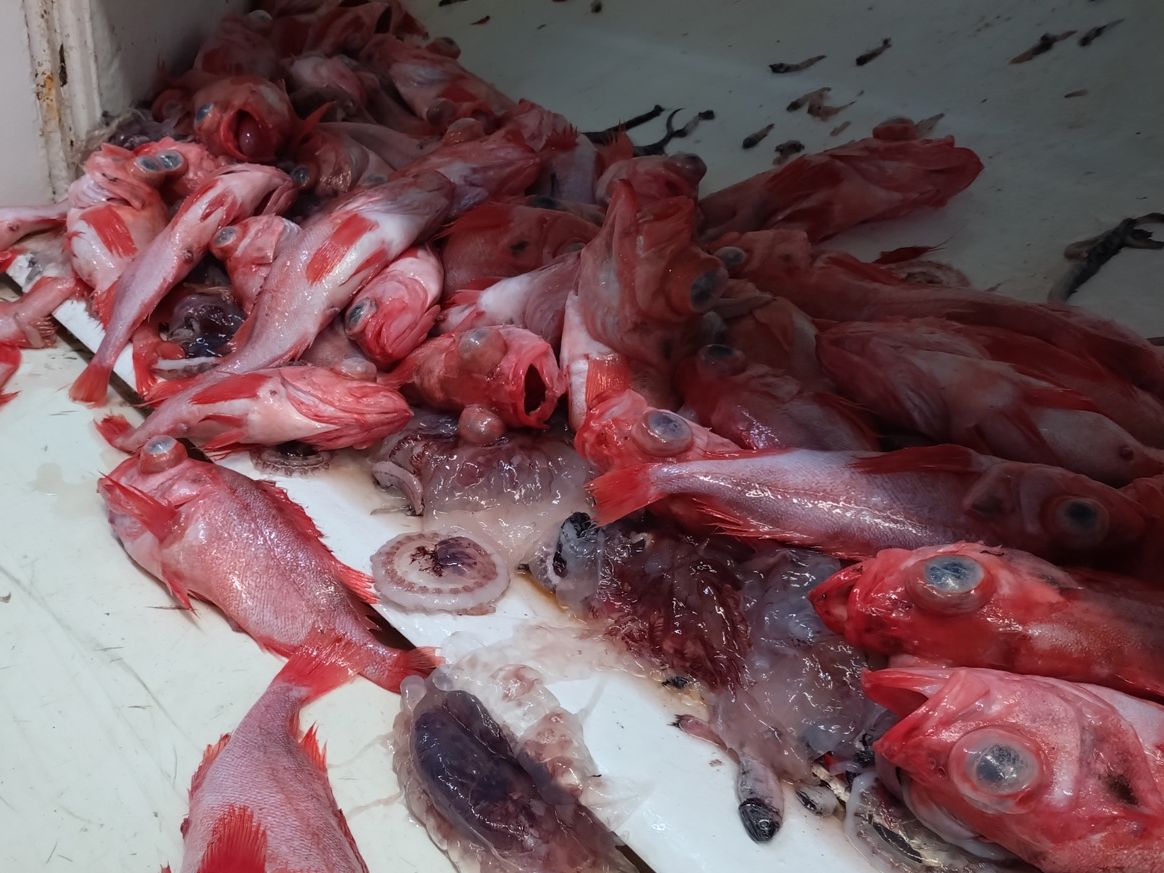 A typical catch composition during the survey with redfish and jellyfish.