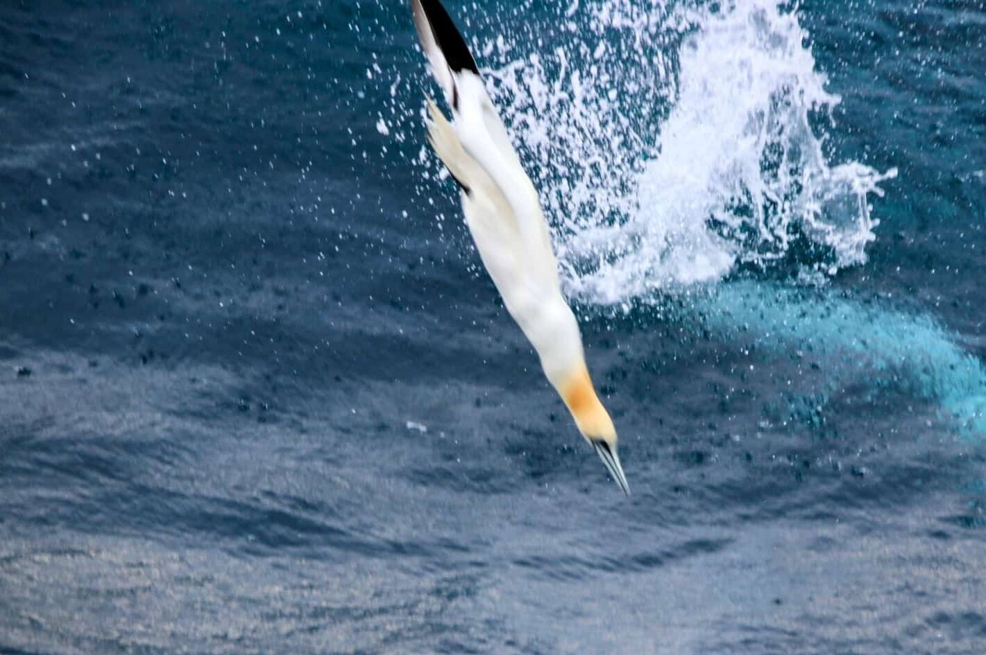 Wie ein Pfeil taucht ein Basstölpel nach Fisch. A gannet plunges into the water in pursuit of fish.