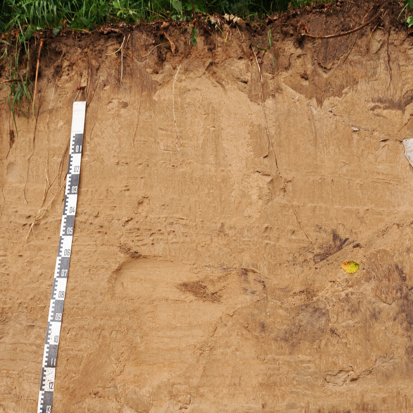 Dieser tiefgründige Boden auf Sand wird als Grünland genutzt. Ein sehr hellbrauner Boden mit einem Maßstab.