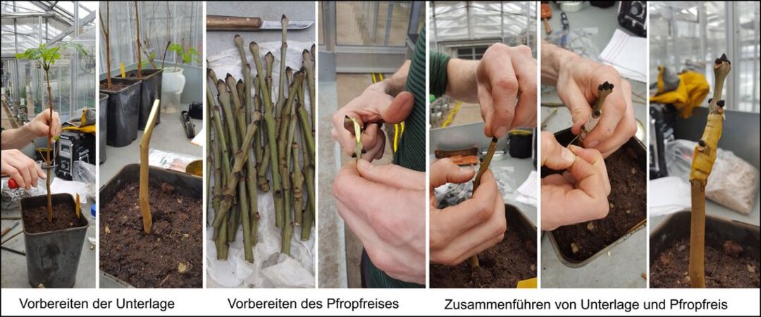 Klicken für eine Vergrösserung Diese Abbildung zeigt mit sieben Teilbildern die einzelnen Schritte einer Pfropfung. Als erstes wird die getopfte Unterlage durch Kappen des Triebes und dann durch das Setzen eines angeschrägten Schnittes vorbereitet (Bild eins und zwei). Dann sind die noch nicht vorbereiteten Pfropfreisern auf einem Haufen zu sehen (Bild drei). Ein Reis wird von einer Person bearbeitet und mit einem schrägen Schnitt vorbereitet (Bild vier). Das Reis wird an die Unterlage gehalten, mit einem Gummiband umwickelt und fixiert (Bild fünf und sechs). Am Ende wurde die umwickelte Stelle mit Harz bestrichen und die gepfropfte Pflanze ist fertig (Bild sieben).
