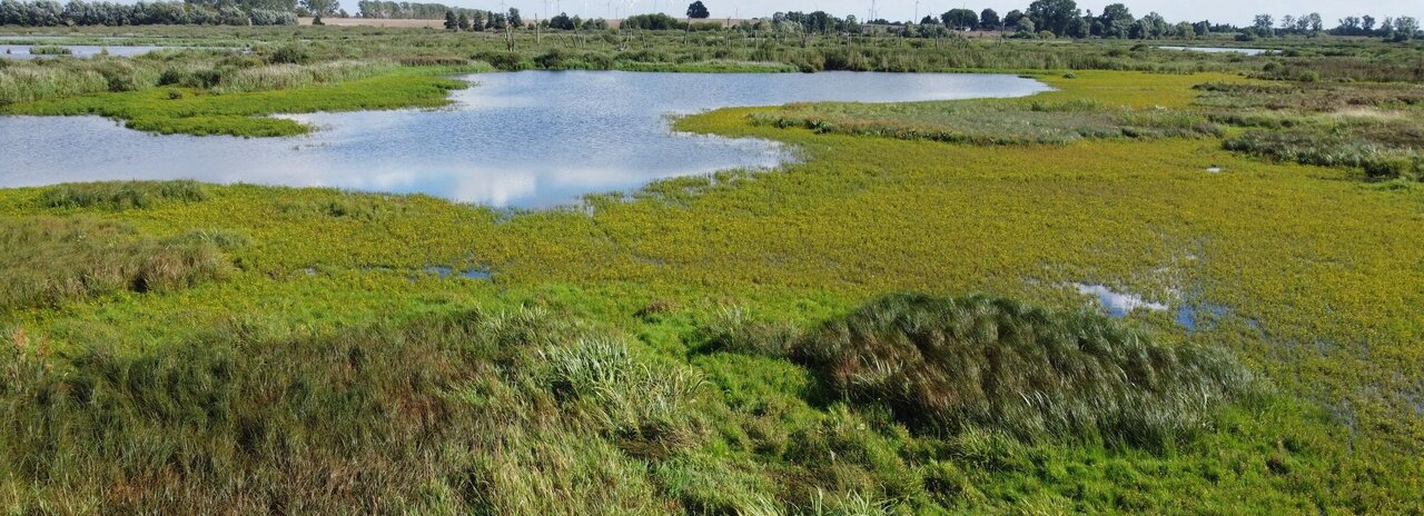 Wiedervernässte Moorfläche mit beispielhaften Ergebnissen einer spektralen Entmischung