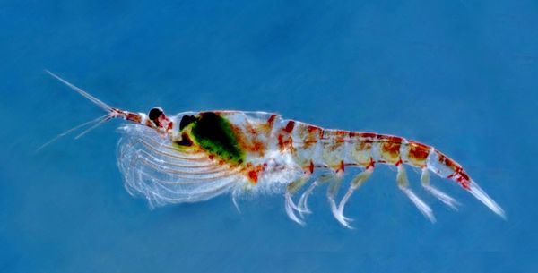 Das Bild zeigt einen Antarktischen Krill