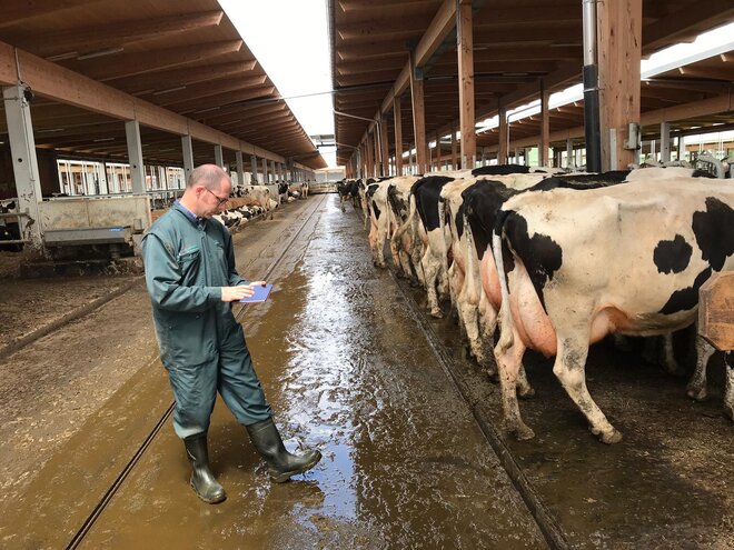 Ein Mann im Grünen Overall steht im Stall hinter einer Reihe Milchkühen mit einem Tablet in der Hand und notiert etwas.
