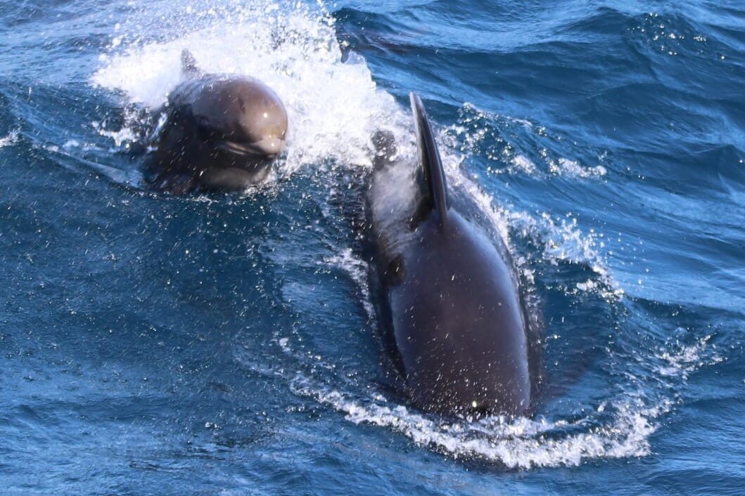 A pilot whale with a calf is interested in the catch. Ein Grindwal mit Kalb taucht auf.