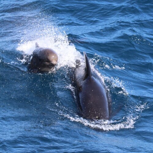 Ein Grindwal mit Kalb ist am Fang interessiert. Ein Grindwal mit Kalb taucht auf.