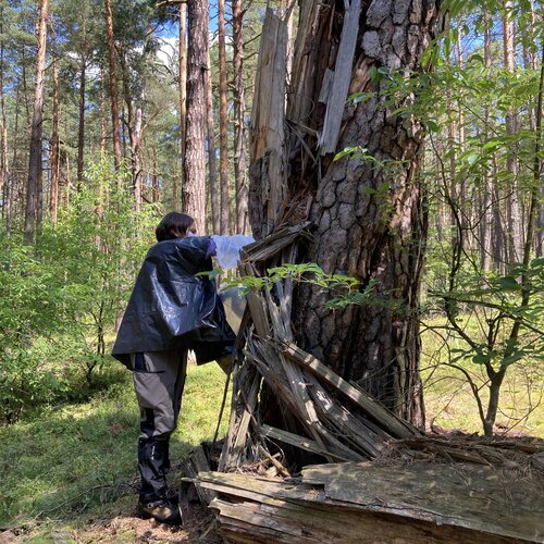 Eine Frau steht neben einem Baum und entnimmt eine Probe aus dessem Inneren.