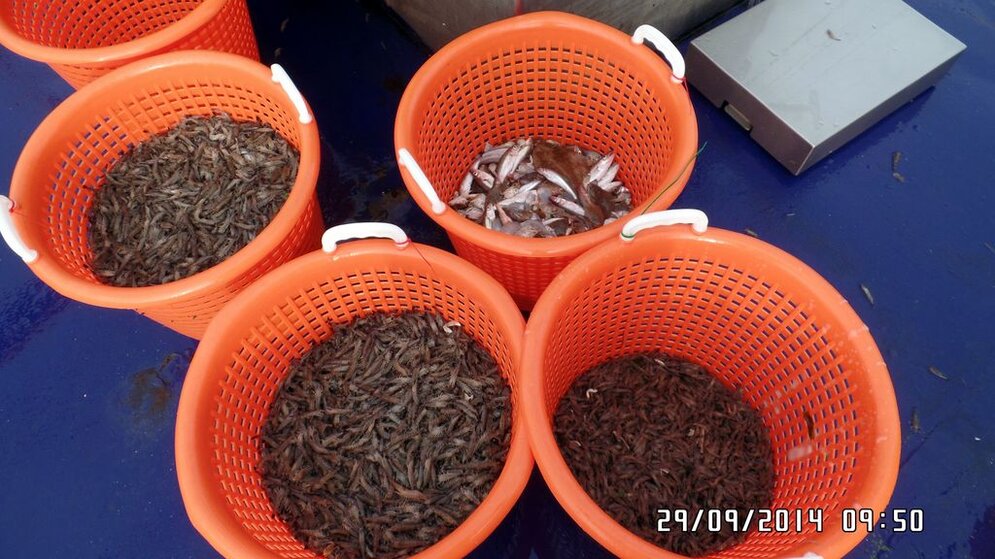 Fangfraktionen eines typischen Hols der Garnelenfischerei