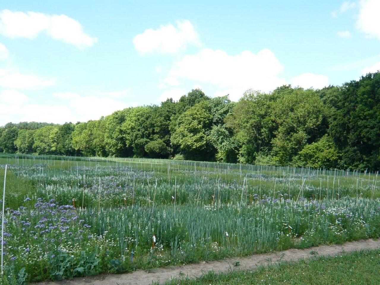 Versuchsanlage LupiBreed-Versuch im Jahr 2015