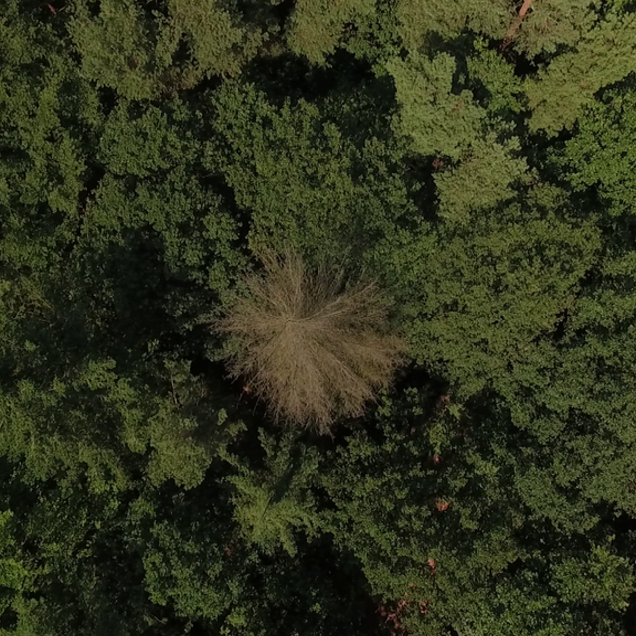Drohnenaufnahme eines Waldbestandes.