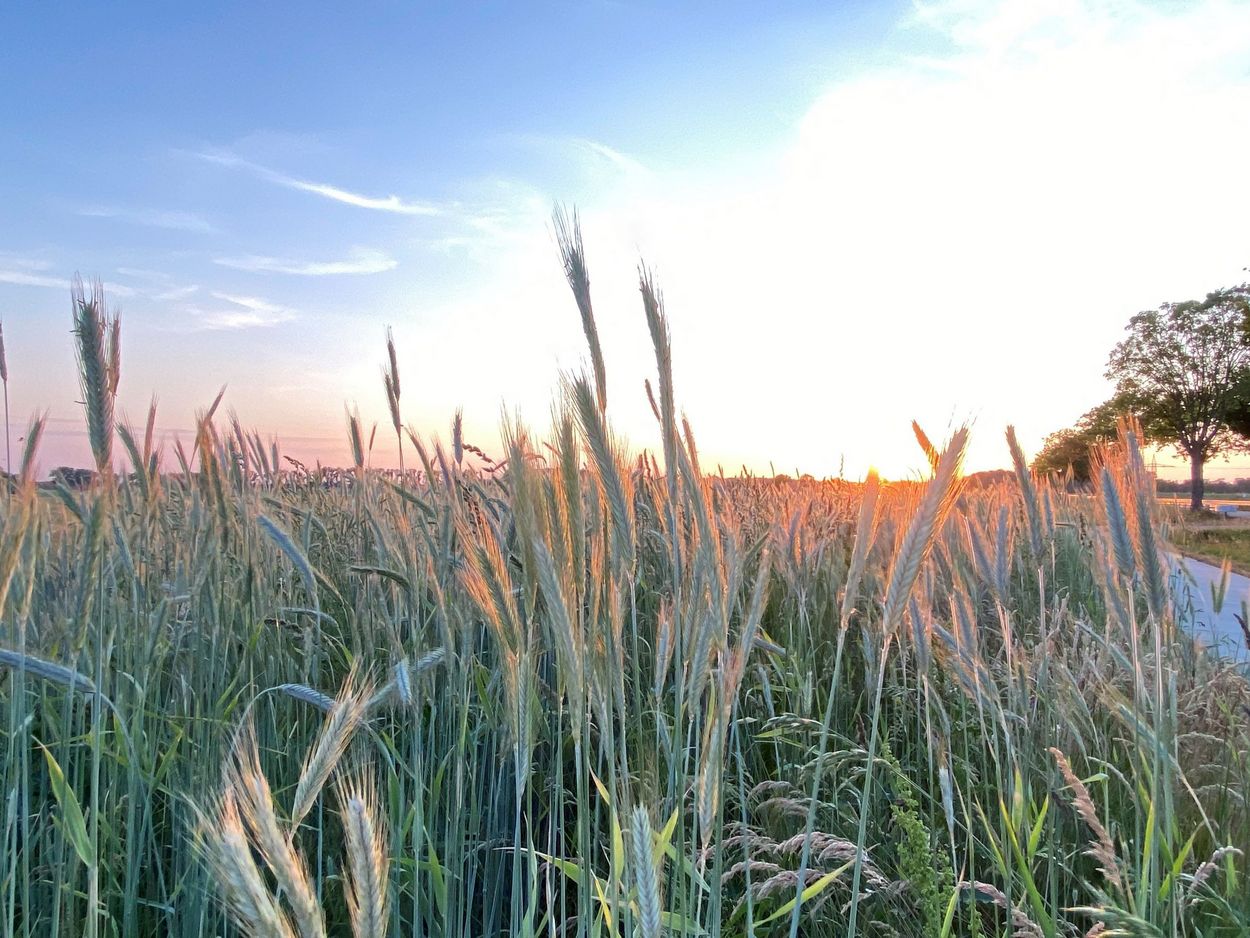 Nahaufnahme von Getreideähren im Feld mit Sonnenuntergangslicht